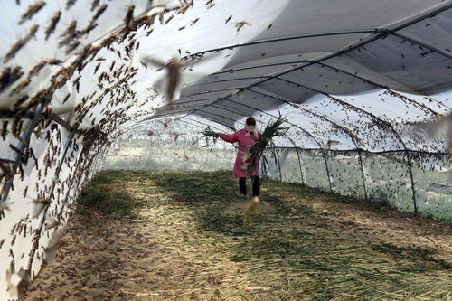 山東樂陵 螞蚱養(yǎng)殖助脫貧，畜牧漁業(yè)飼料銷售創(chuàng)新篇